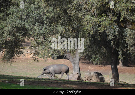 Iberico free-ranging pigs foraging in a dehesa in Azuel (Cordoba province, Southern Spain) Stock Photo