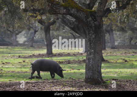 Iberico free-ranging pigs foraging in a dehesa in Azuel (Cordoba province, Southern Spain) Stock Photo