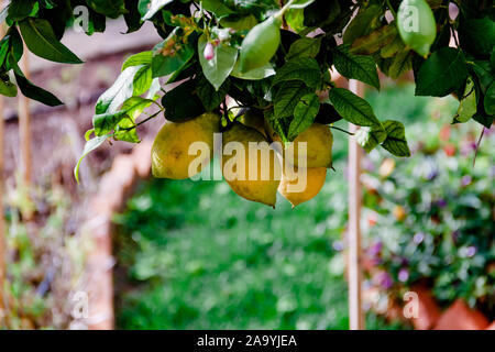 Beautiful yellow color lemons on tree hanging. Gardening harvesting south country concept. Natural background view. Selective soft focus. Shallow dept Stock Photo