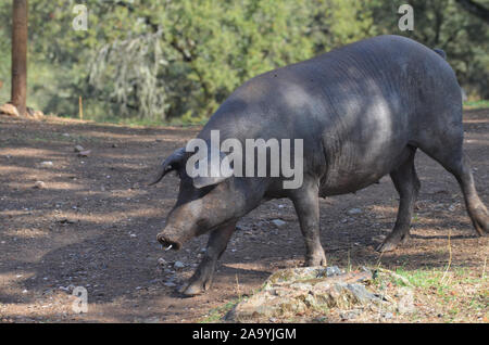 Iberico free-ranging pigs foraging in a dehesa in Azuel (Cordoba province, Southern Spain) Stock Photo