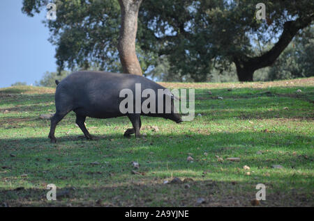 Iberico free-ranging pigs foraging in a dehesa in Azuel (Cordoba province, Southern Spain) Stock Photo