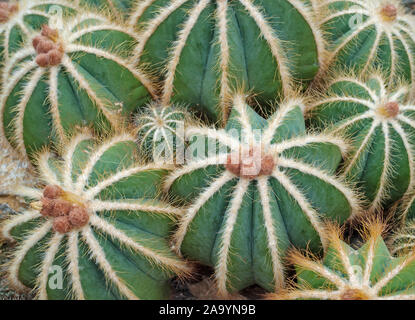 Cacti, eriocactus magnificus, in a closeup Stock Photo