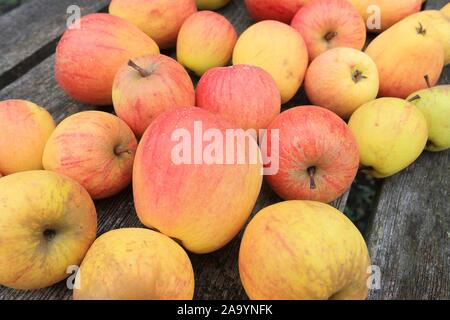 Ripe red and yellow apples on a dark grey wooden background Stock Photo