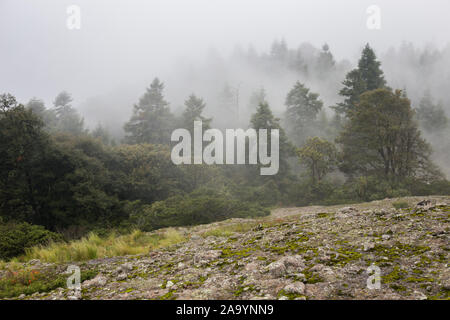 Forested mountain slope in low lying cloud with the evergreen conifers shrouded in mist in a scenic landscape view. Stock Photo