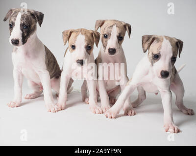 Four Whippet puppy with 36 days old tabby and white