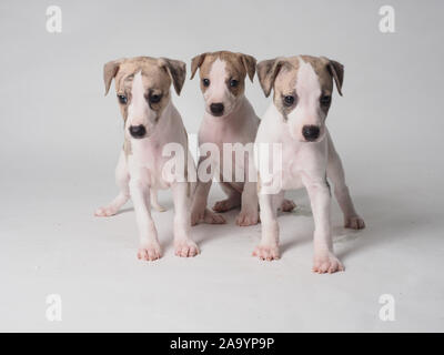 Three Whippets puppy with 36 days old tabby and white