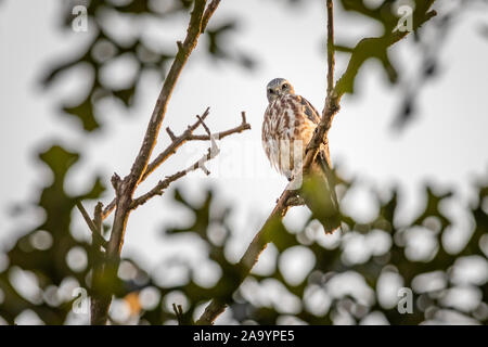 Mississippi Kite (Ictinia mississippiensis) perched in a tree Stock Photo