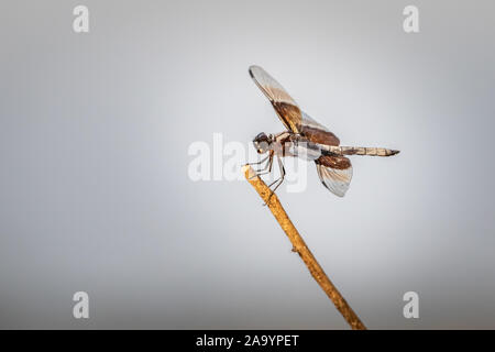 Female Widow Skimmer (Libellula luctuosa) dragonfly Stock Photo