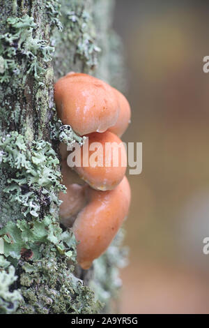 Hypholoma lateritium, known as brick cap or brick tuft, wild edible mushroom from Finland Stock Photo