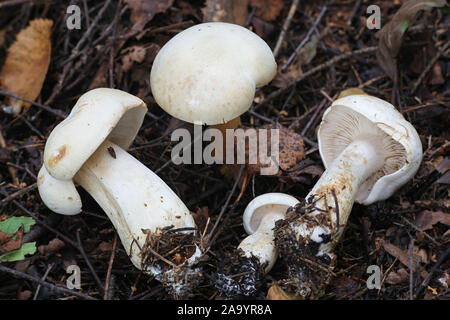 Tricholoma stiparophyllum, known as the white knight or chemical knight, wild mushroom from Finland Stock Photo