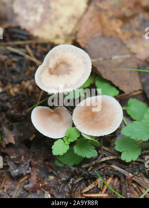 Mycena pura, known as the lilac bonnet, poisonous mushrooms from Finland Stock Photo