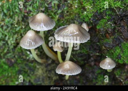 Mycena viscosa  or Mycena epipterygia var. viscosa, known as slimy yellowleg bonnet, wild mushroom from Finland Stock Photo