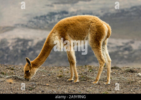 Vicuña grazing the sparse vegetation in the Chimborazo Reserve at 4300 ...