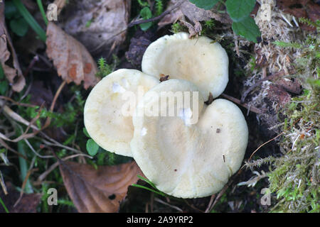 Hygrophoropsis pallida or H. aurantiaca var. macrospora, known as the false chanterelle, wild mushroom from Finland Stock Photo