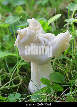 Helvella crispa, known as the white saddle, elfin saddle or common helvel, wild edible mushroom from Finland Stock Photo