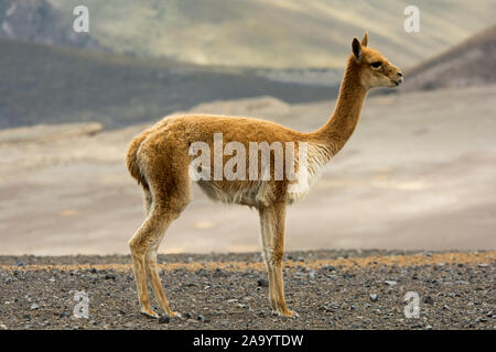 Vicuña grazing the sparse vegetation in the Chimborazo Reserve at 4300 ...