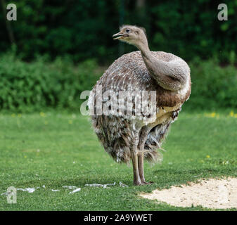 Darwin's rhea, Rhea pennata also known as the lesser rhea. Stock Photo