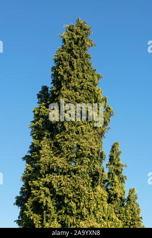 Chamaecyparis lawsoniana 'Lutea Nana’. Lawson's cypress 'Lutea Nana' tree in autumn Stock Photo