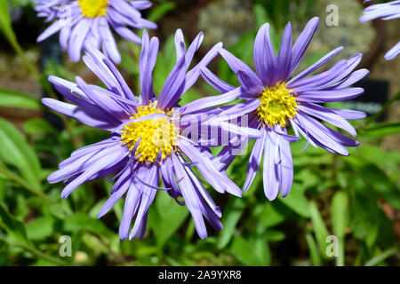 Aster alpinus (alpine aster) is native to the mountains of Europe. It can also be found in the USA and Canada. Stock Photo