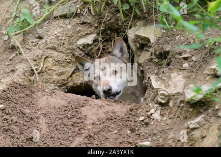 Wolf, Canis lupus, in cave Stock Photo