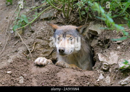 Wolf, Canis lupus, in cave Stock Photo