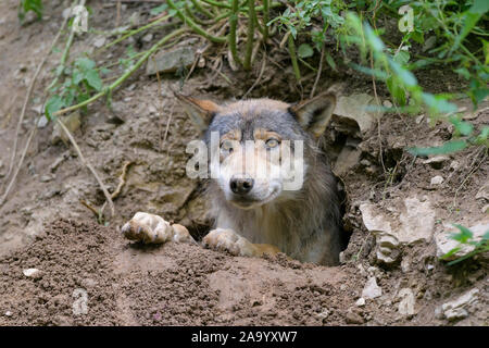 Wolf, Canis lupus, in cave Stock Photo