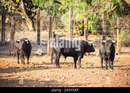 Bulls in a cattle raising ranch in mexico. Stock Photo