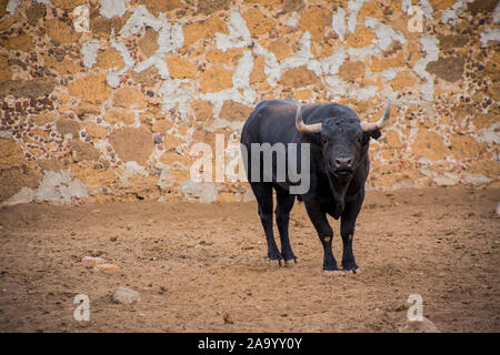 Bulls in a cattle raising ranch in mexico. Stock Photo