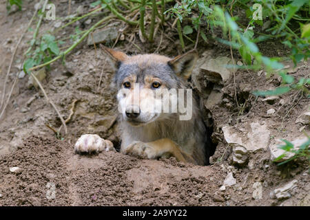 Wolf, Canis lupus, in cave Stock Photo