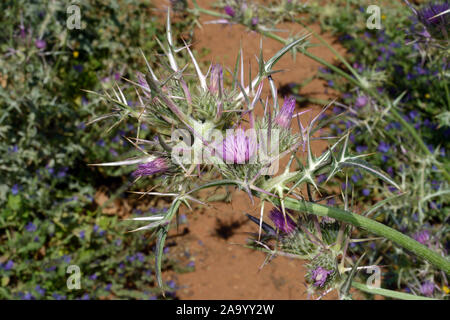 Notobasis syriaca (Syrian thistle) is native to the Mediterranean region and the Middle East where it occurs in semi-desert areas. Stock Photo