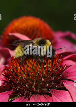 Bumblebee on top of pink Echinacea coneflower Stock Photo