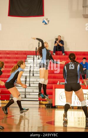 Team members watch as a Johns Hopkins University Women's Volleyball player leaps up to hit the ball during a Centennial Conference semifinals match with Franklin and Marshall College, Maryland, November 6, 2010. From the Homewood Photography Collection. () Stock Photo
