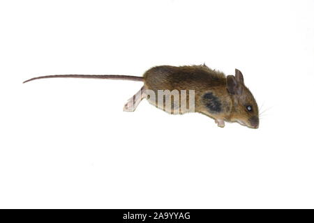 Dead mouse isolated on white background Stock Photo