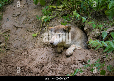 Wolf, Canis lupus, in cave Stock Photo