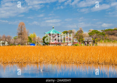 Winter view of Shinobazu Pond in the famous Ueno Park, with dried lotus field and Bentendo Temple Stock Photo