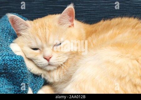 Cute cream tabby cat sleeping on a blue plaid. Stock Photo