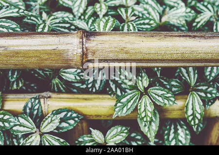 Close up picture of a bamboo fence, selective focus, color toning applied. Stock Photo