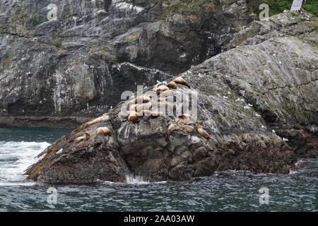 sea lion on rocks at sea landscape wildlife Stock Photo