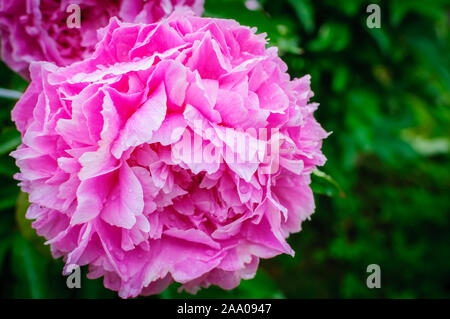 Blooming pink tree peony after the rain. Big pink peony with rainy drops in the spring season. Stock Photo