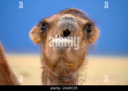 Bactrian camel portrait in desert Stock Photo