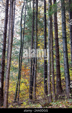 A view on a high forest with deciduous and coniferous trees in autumn Stock Photo