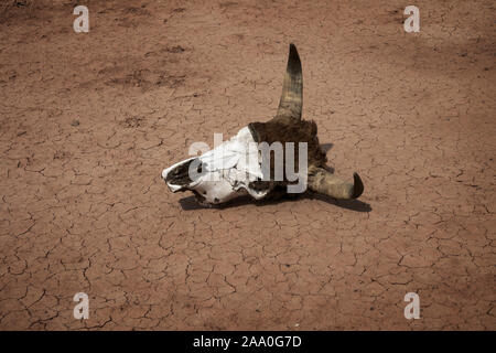Cow skull on dry cracked soil at drought Stock Photo