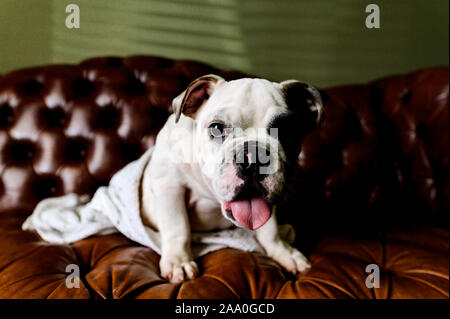 White English Bulldog puppy sitting on tufted couch wrapped in blanket Stock Photo