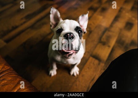 English bulldog barking with ears flopping up in home on wood floor. Stock Photo