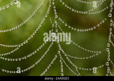 dew drops on spider web macro Stock Photo
