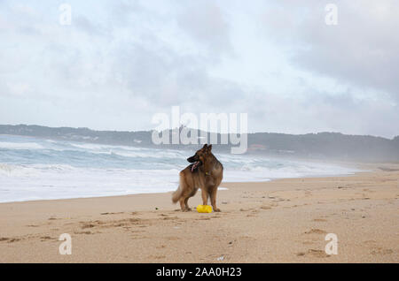 German shepherd dog posing at camera. Stock Photo