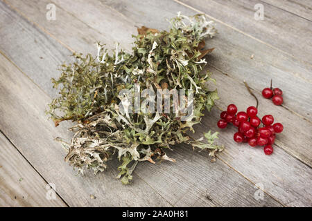 Phytotherapy. On a table Icelandic moss (Cetraria islandica) and guelder-rose berries Stock Photo