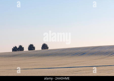 Four trees on the skyline at the top of a field, Cambridgeshire, UK Stock Photo