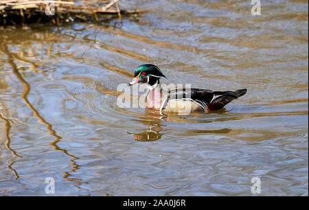 Wood Duck (Aix sponsa) male swimming, George C. Reifel Migratory Bird Reserve, Vancouver , British Columbia, Canada Stock Photo