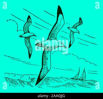 Three wandering albatrosses (diomedea exulans) flying over the sea on a blue-green background. Editable in layers Stock Vector